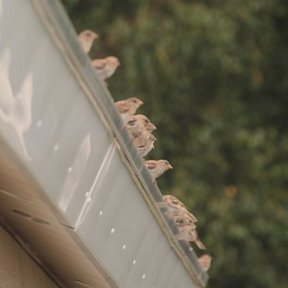 Mussen op de dakrand van een stacaravan