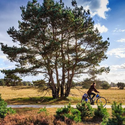 Fietsen op de Veluwe 