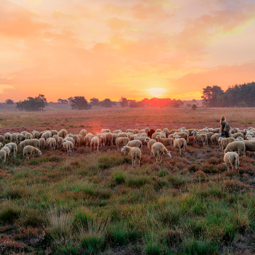 Kudde schapen met een herdering bij zonsondergang