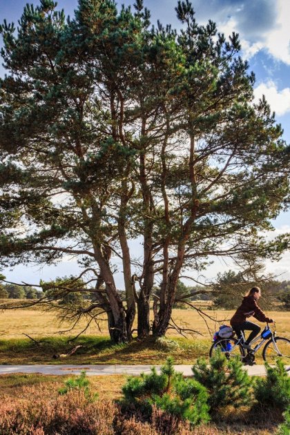 Fietsen op de Veluwe 