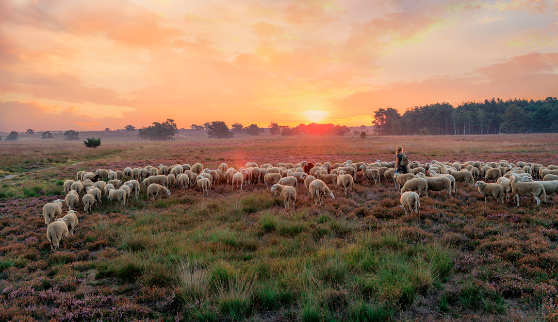 Kudde schapen met een herdering bij zonsondergang Kudde schapen met een herdering bij zonsondergang