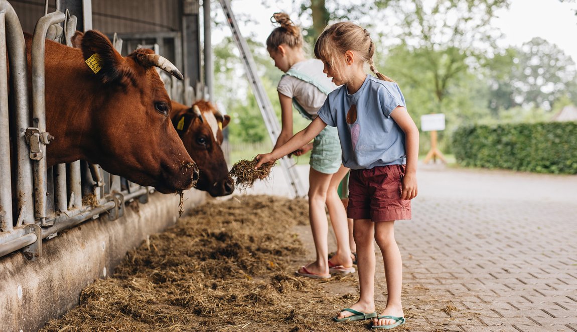 Zomer in Twente kinderen bij de koeien op Erfgoed Bossem Overijssel Zomer in Twente kinderen bij de koeien op Erfgoed Bossem Overijssel
