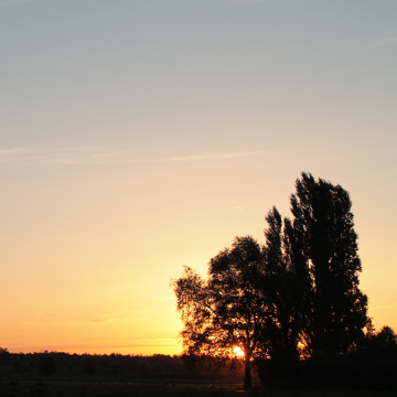 Zonsopkomst achter bomen
