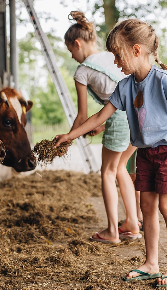Zomer in Twente kinderen bij de koeien op Erfgoed Bossem Overijssel