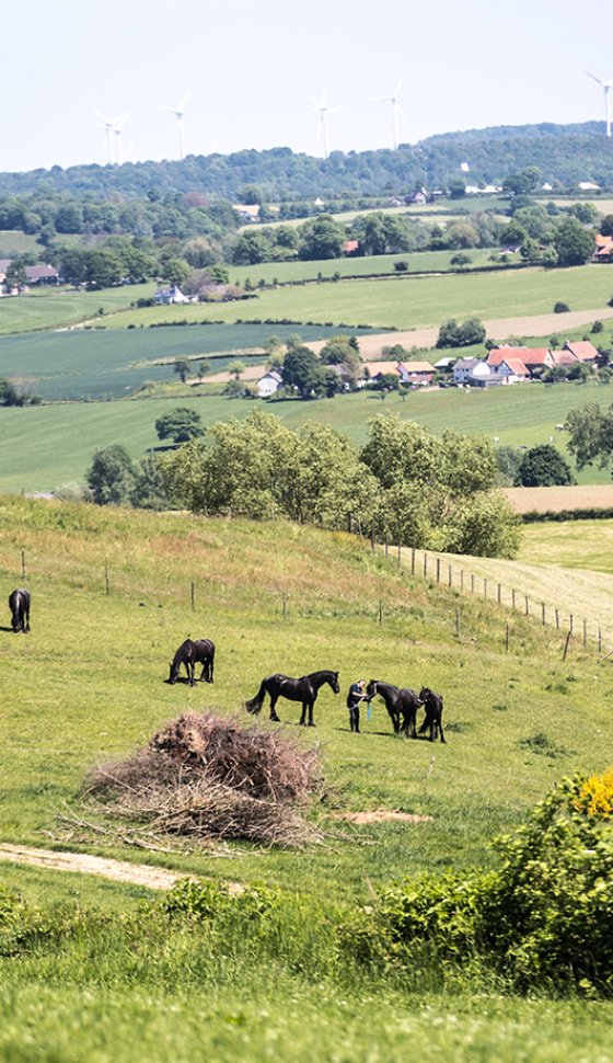 Uitzicht over heuvelland met paarden bij Epen in Zuid-Limburg