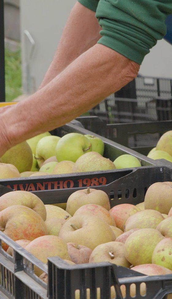 Smakelijk Salland kratten met geplukte appels
