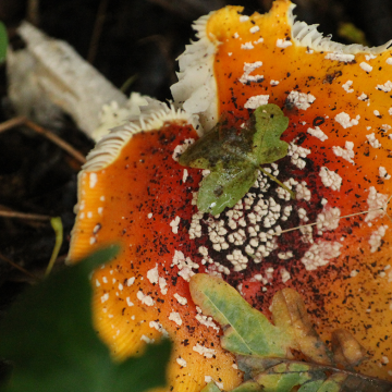 Omgevallen vliegenzwam