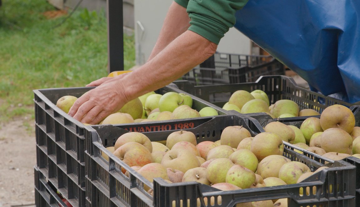 Smakelijk Salland kratten met geplukte appels Smakelijk Salland kratten met geplukte appels